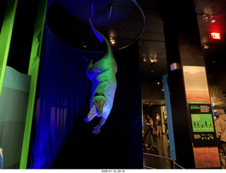 New York City - Manhattan - American Museum of Natural History - dinosaur skeletons