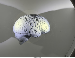 New York City - Manhattan - American Museum of Natural History  - gift shop t-shirts