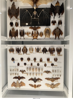 New York City - Manhattan - American Museum of Natural History