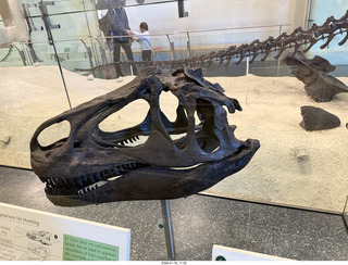 New York City - Manhattan - American Museum of Natural History