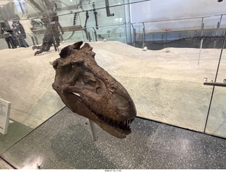 New York City - Manhattan - American Museum of Natural History