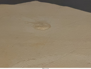 New York City - Manhattan - American Museum of Natural History