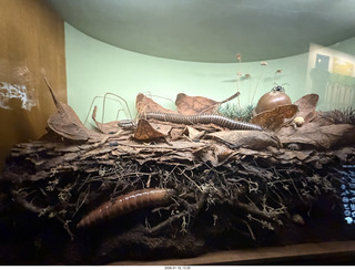 New York City - Manhattan - American Museum of Natural History