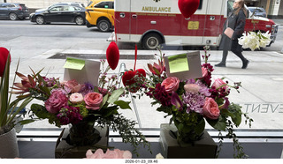 New York City - Manhattan - Novapetal NYC