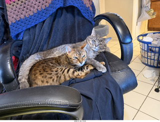 cats Pickle and Potato