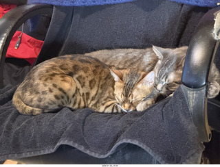 cats Pickle and Potato