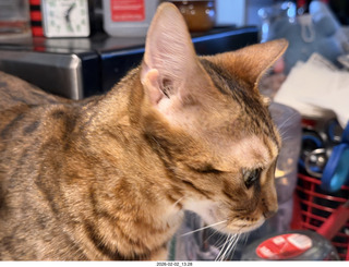 cats Pickle and Potato