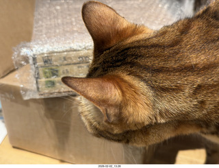 cats Pickle and Potato