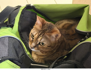 Herb Alpert tapes and cat Pickle