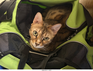 Noah and cat Pickle on his shoulders