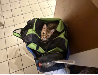 cat Pickle in my green bag