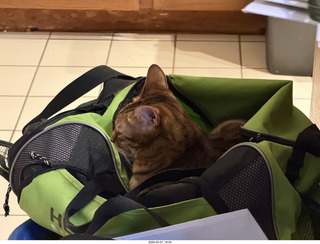 cat Pickle in my green bag