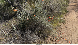 Scottsdale - Granite Mountain Hike - orange flowers