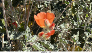 Scottsdale - Granite Mountain Hike - orange flower