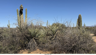 Scottsdale - Granite Mountain Hike - crested saguaro cactus