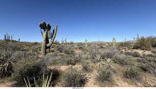Scottsdale - Granite Mountain Hike - crested saguaro cactus