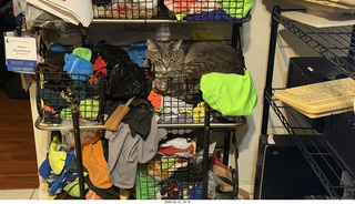 cat Potato taking a nap