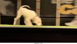 Chandler Arts - Canine Stars Stunt Dog Show - program with my name as a donor
