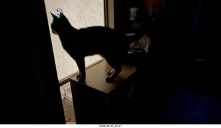 Noah and cat Pickle on his shoulders