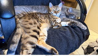 cats Pickle and Potato