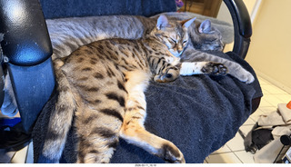 cats Pickle and Potato