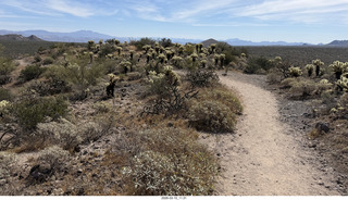 Brown's Ranch hike - glowing Cholla cacti