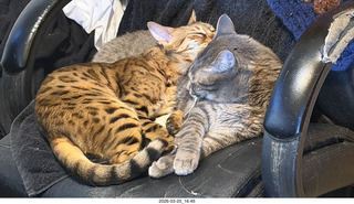 my cats Pickle and Potato