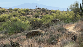 Scottsdale - Granite Mountain hike - crested saguaro
