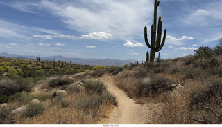 Scottsdale - Granite Mountain hike - flowers