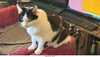 26 a2u. cat Scruffles