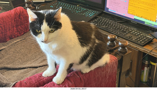 27 a2u. cat Scruffles