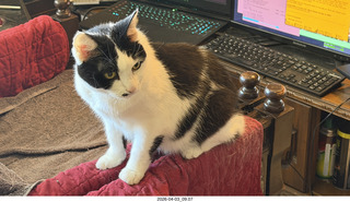28 a2u. cat Scruffles