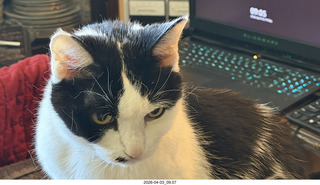 30 a2u. my cat Scruffles
