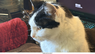 31 a2u. my cat Scruffles