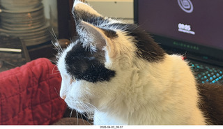32 a2u. my cat Scruffles