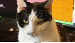 33 a2u. my cat Scruffles