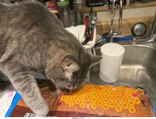 cat Pickle examining the packing strap