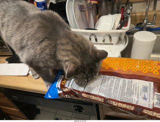 cat Pickle examining the packing strap