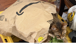 cat Pickle peeking out of a bag