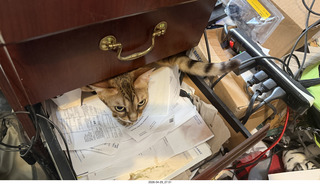 cat Pickle is out of the bag