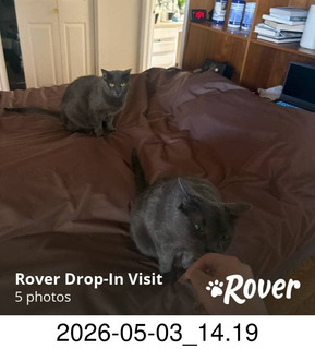 my cats Devin and Jane