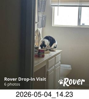 36 a2v. Rover.com - my cat Scruffles