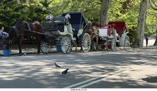13 a2v. New York City - Central Park