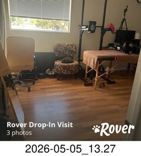 137 a2v. Rover.com - my cat Miss Pris