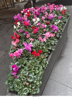 205 a2v. New York City - flowers