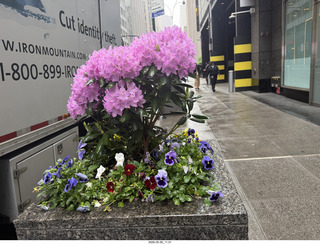 206 a2v. New York City - flowers