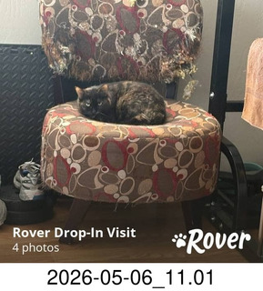 222 a2v. Rover.com - my cat Miss Pris at home