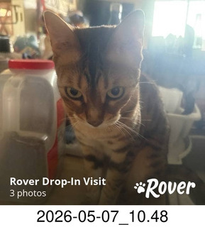 166 a2v. Rover.com - cat Pickle