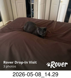 87 a2v. Rover.com - my cat Devin