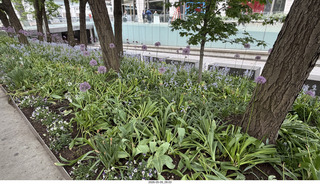 6 a2v. New York City flowers